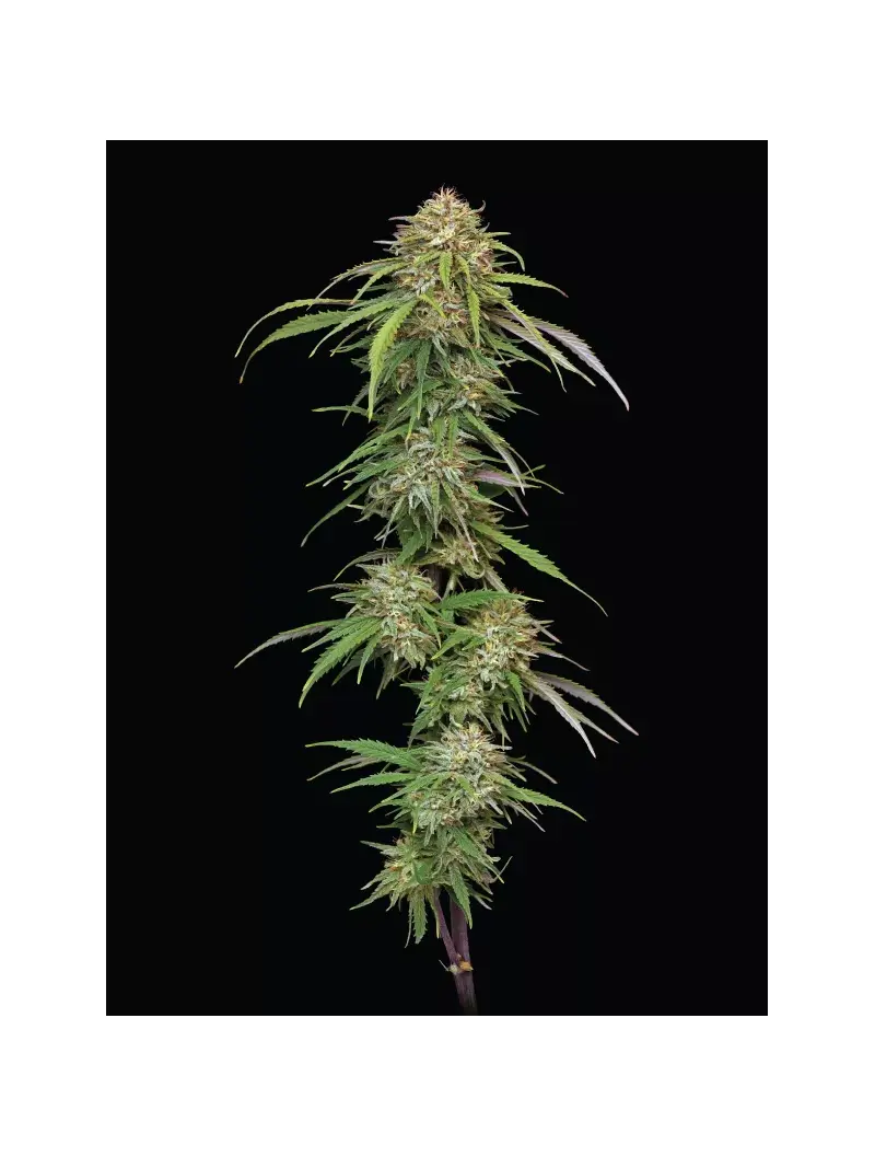 Ed Rosenthal's Super High Life, Фасовка: 3